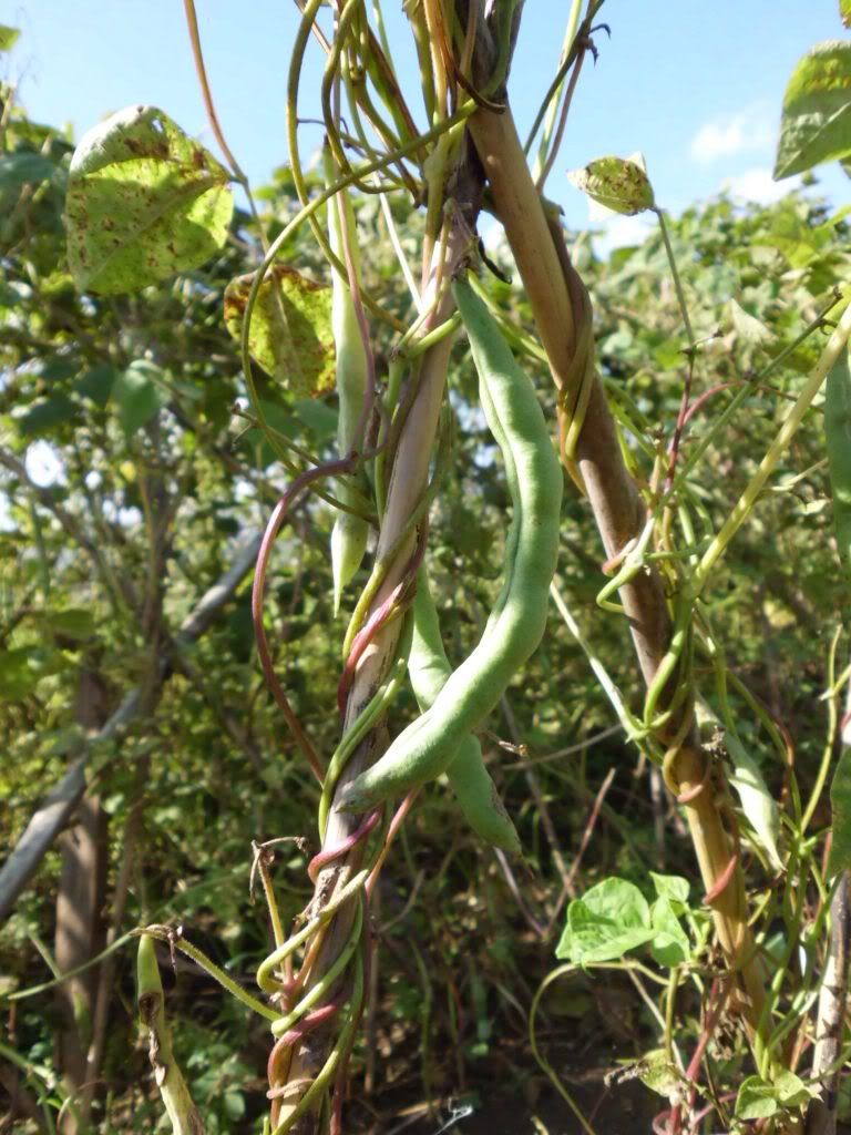 Baguio Beans Photo by erinkeshia Photobucket